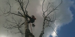 Aerial Tree Work